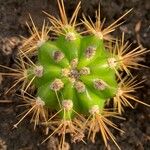 Echinopsis candicans Leaf