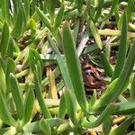 Carpobrotus acinaciformis Lapas