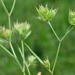 Bupleurum baldense кора