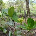 Syzygium rhopalanthum Hábito