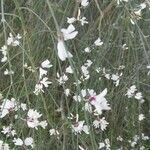 Retama raetam Fleur