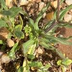 Valerianella coronata 叶