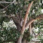 Ficus cordata Hábito