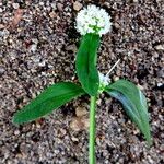 Spermacoce verticillata फूल
