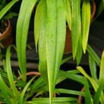 Phragmipedium longifolium Ліст