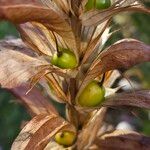 Acanthus spinosus Fruit