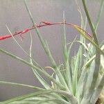 Tillandsia flexuosa Συνήθη χαρακτηριστικά