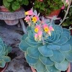 Echeveria secundaപുഷ്പം