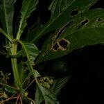 Hoffmannia amplexifolia Levél