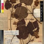 Dombeya glabripes Otro