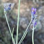 Lavandula latifolia 花