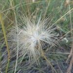 Gelasia hirsuta Fruit