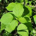 Laportea canadensis Foglia