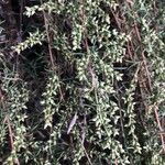 Artemisia campestris Folha