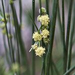 Scirpoides holoschoenus Flor