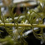 Utricularia intermedia Blatt