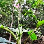 Musa velutina Flor