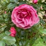 Rosa × damascena 花