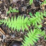 Thelypteris noveboracensis Leaf