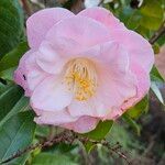 Camellia sasanqua Flor