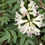 Astragalus australis Květ