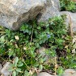 Veronica nummularia Habit