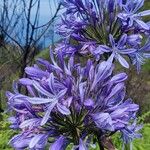 Agapanthus africanus花