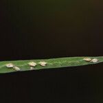Paspalum repens Corteza
