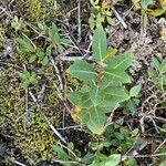 Salix lapponum Feuille