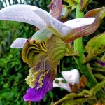 Eulophia horsfallii Flower