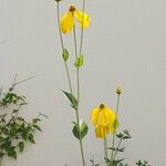 Rudbeckia nitida Flor