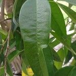 Ficus binnendykii পাতা