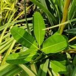 Calophyllum inophyllum Leaf