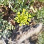 Crithmum maritimum 花