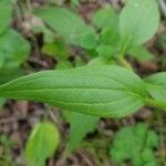 Mertensia paniculata Hoja