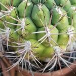 Gymnocalycium saglionis Leaf