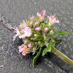 Thymus longicaulis 花