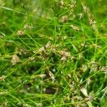 Eleocharis acicularis Flower