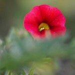 Calibrachoa parvifloraFlower