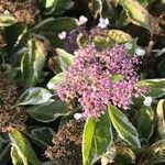 Callicarpa nudiflora Цвят