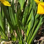 Narcissus minor Feuille