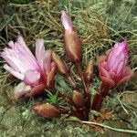 Lewisia rediviva Habit