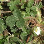 Potentilla sterilis Feuille