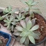 Graptopetalum paraguayense Foglia