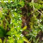 Lippia micromera Лист