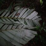 Sclerosperma mannii Blatt