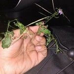 Cardamine chelidonia 葉