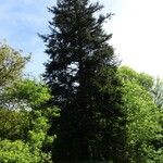 Abies alba Συνήθη χαρακτηριστικά