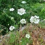 Orlaya grandiflora Elinympäristö