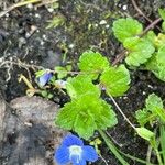 Veronica polita Leaf